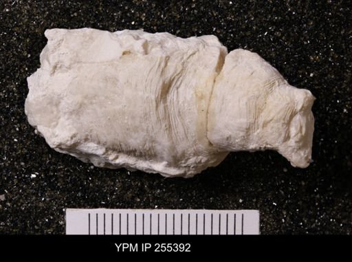 Agelasida?