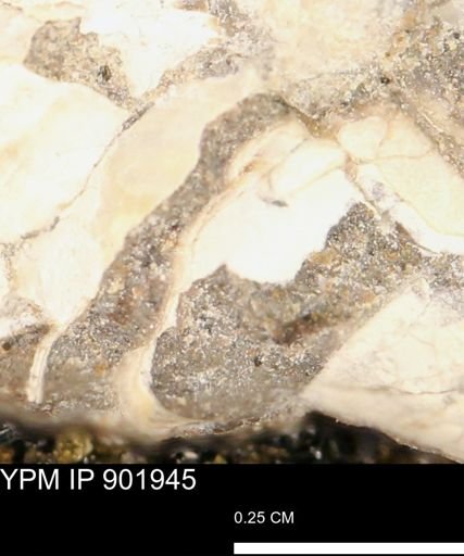 undet. Mollusca