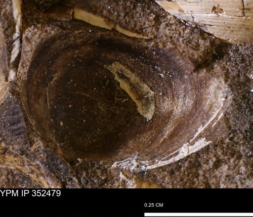 undet. Bivalvia