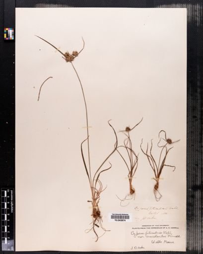 Cyperus filiculmis