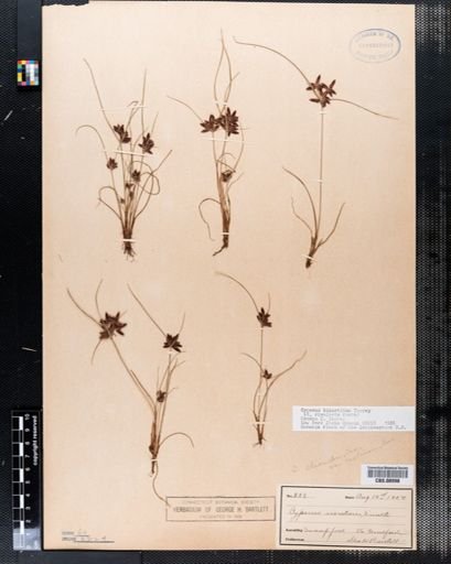 Cyperus rivularis