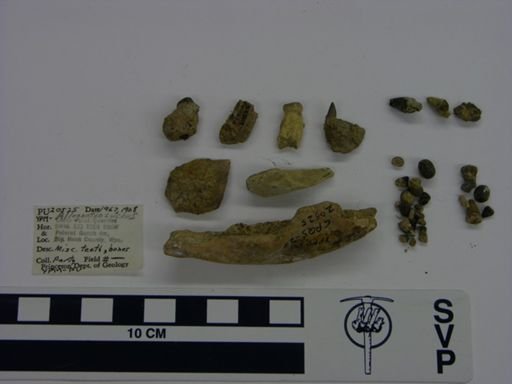 Allognathosuchus sp.