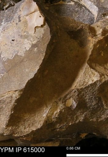 Baculites sp.