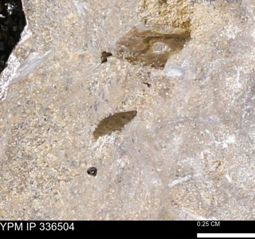 undet. Mollusca