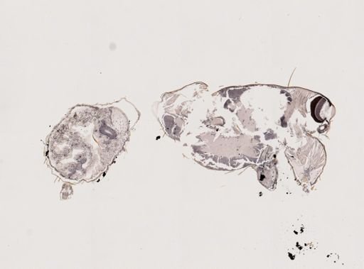 Araneae