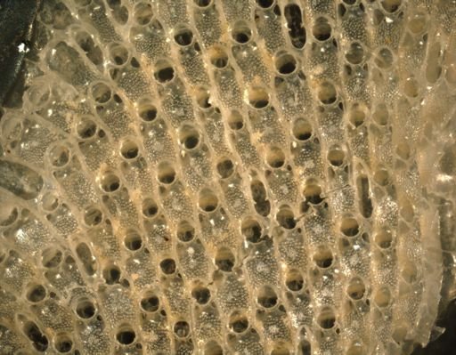 Thalamoporella gothica