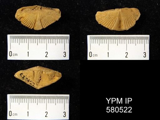 Spinocyrtia?