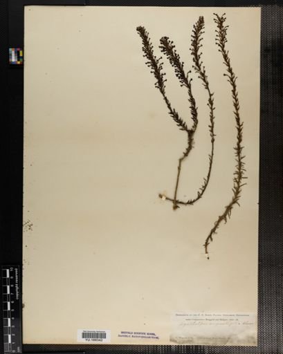 Plantae