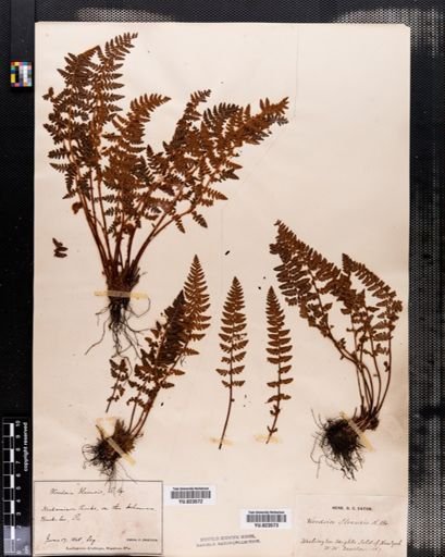 Woodsia ilvensis