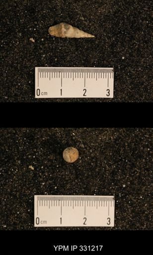 Meekospira sp.
