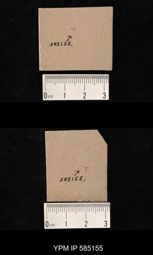 undet. Hymenoptera