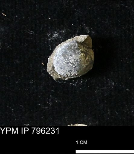 Protocardia subquadrata