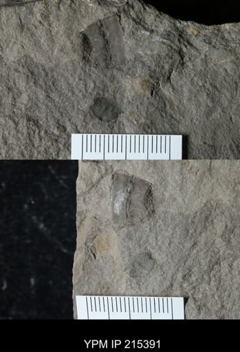 Erieopterus sp.