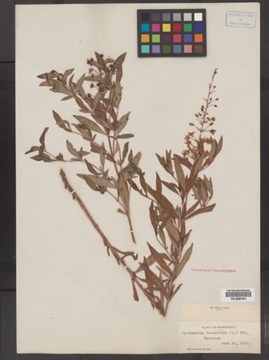 Plantae