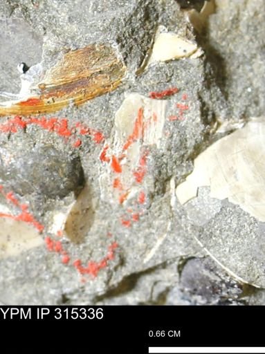 undet. Mollusca