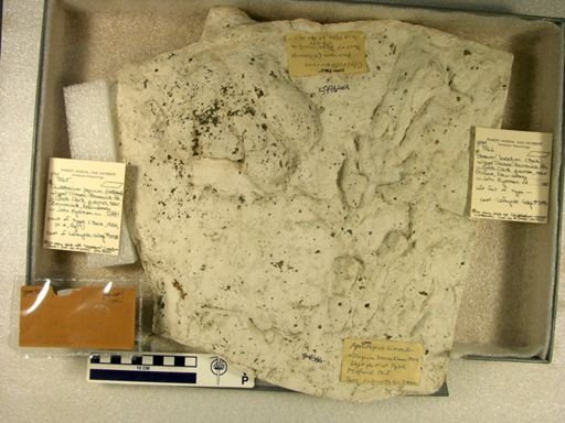 Otozoum lineatus