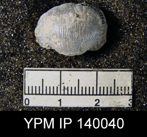 Productus (Paramarginifera) tumidus
