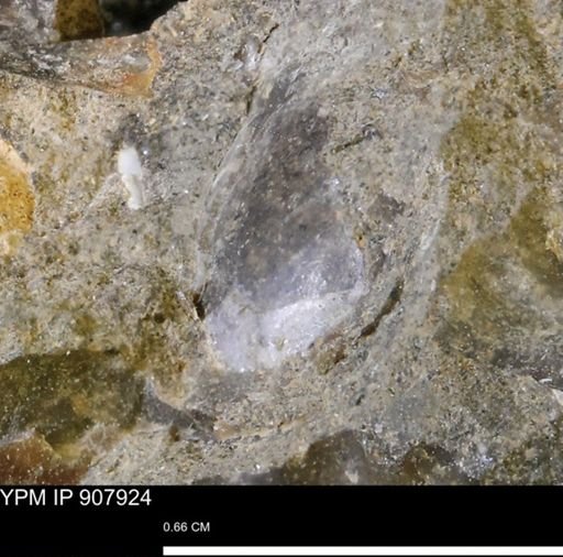 undet. Bivalvia