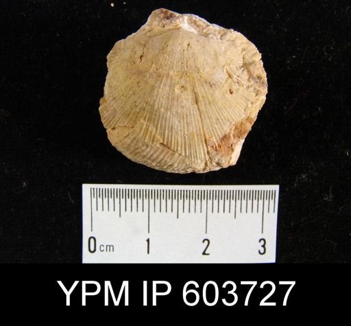 Schellwienella crenistria