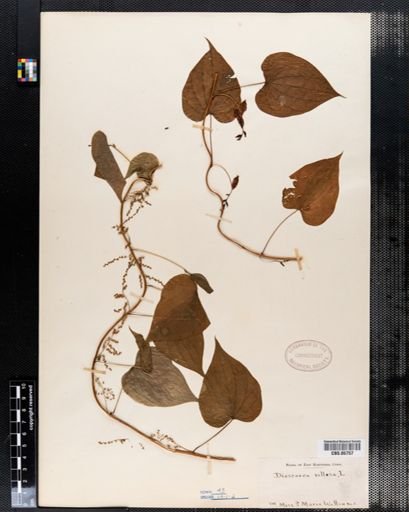 Dioscorea villosa