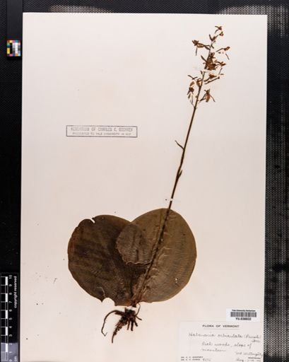 Habenaria orbiculata