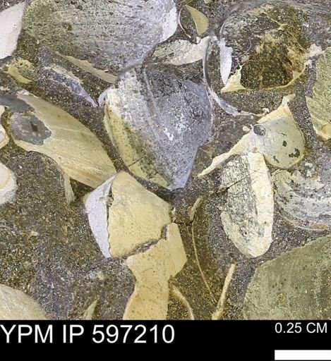 Limopsis striatopunctatus