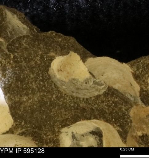 Protocardia sp.