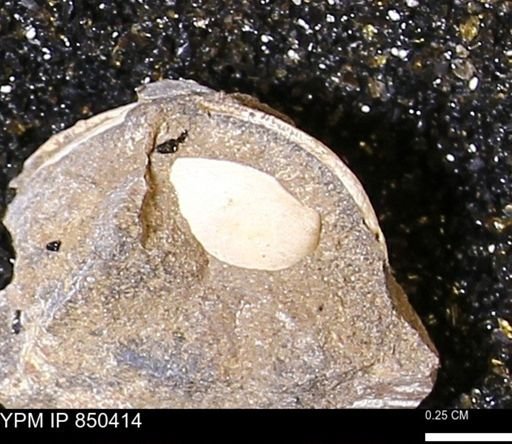 Limopsis striatopunctatus