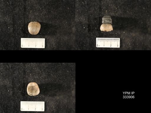 Echinoconchus leuchtenbergensis