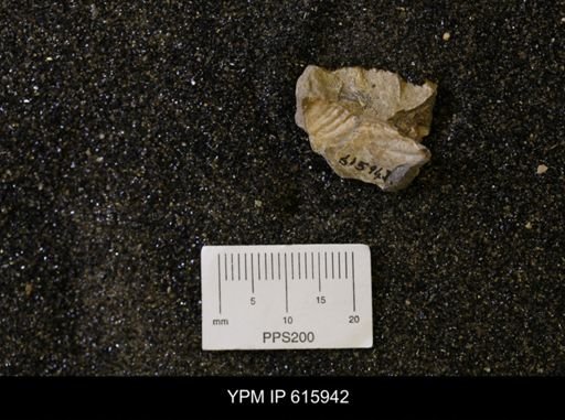 Inoceramus sp.