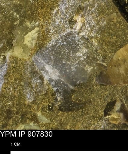 undet. Mollusca