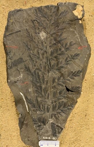 Triphyllopteris lescuriana