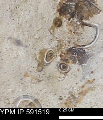 Serpulidae