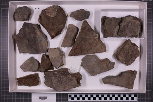 mixed taxa, stratigraphic collection