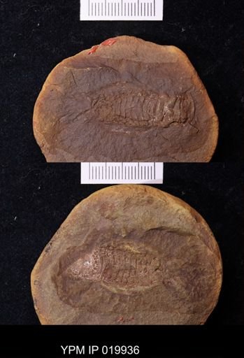 Anthracaris gracilis