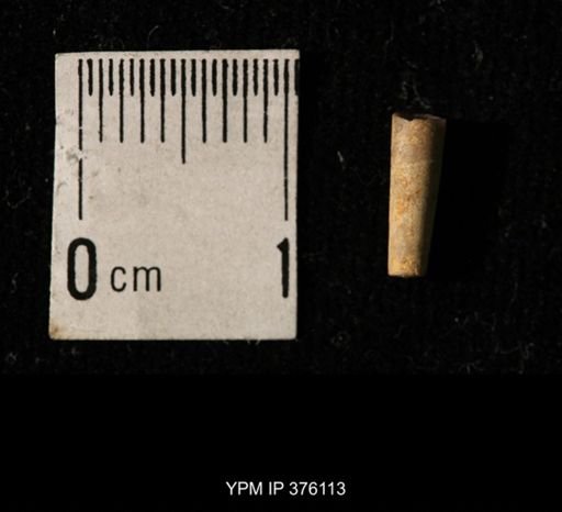 Pseudorthoceras knoxense