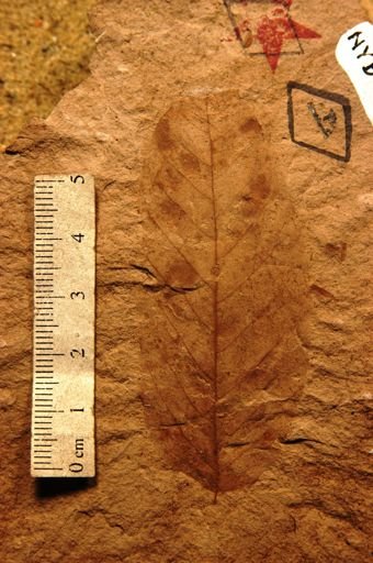 Cassia reticuloides