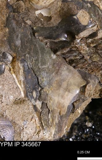undet. Ammonoidea