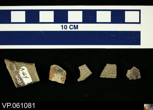 Trionychidae