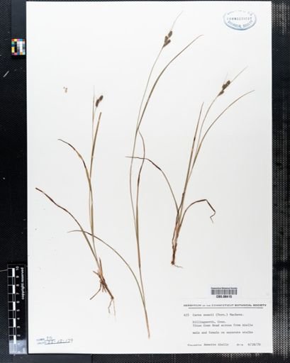 Carex swanii
