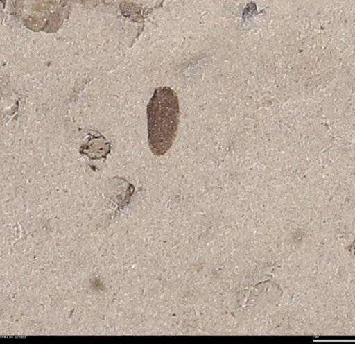undet. Coleoptera