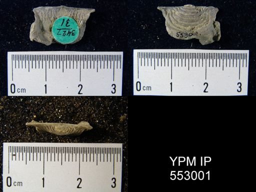 Leptaena rhomboidalis