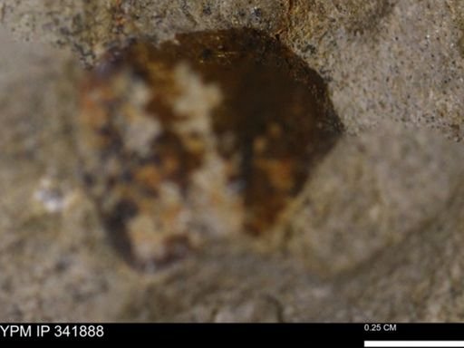 undet. Bivalvia