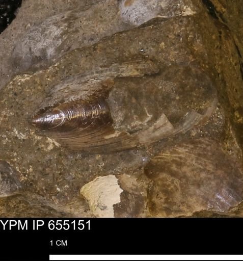 Lingula sp.