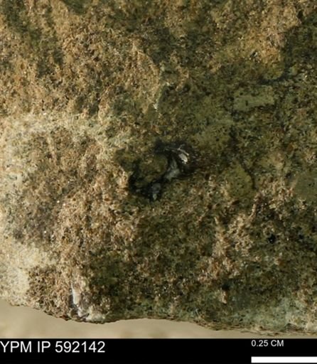 undet. Mollusca