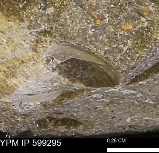 Protocardia subquadrata