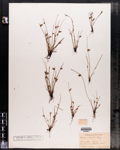 Scirpus