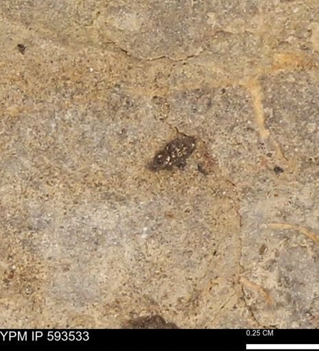 taxon undetermined