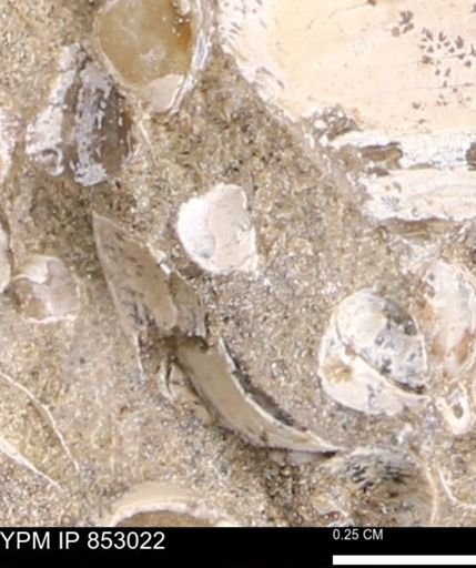 Limopsis striatopunctatus
