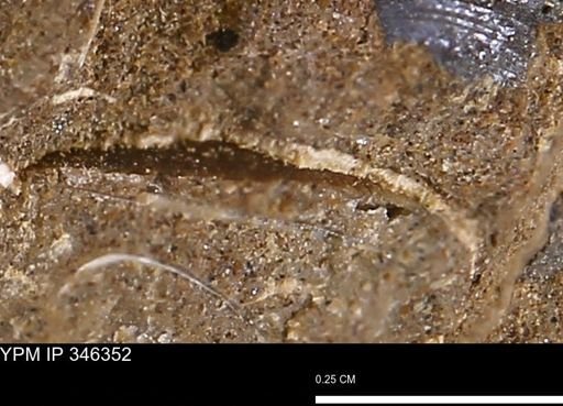 undet. Bivalvia